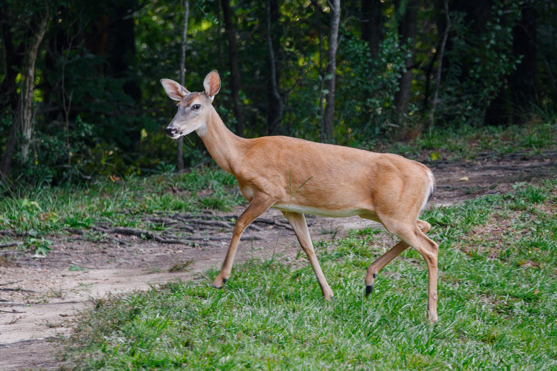 Georgia species risk